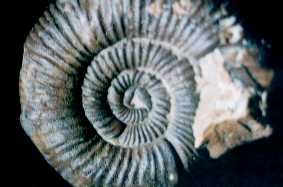 fossile1